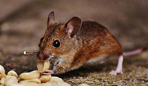 24 Hour & Emergency Exterminators in Bentonville, IN